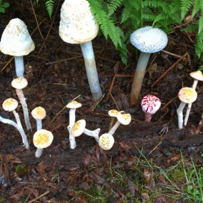 Elizabeth Carefoot - Mushrooms