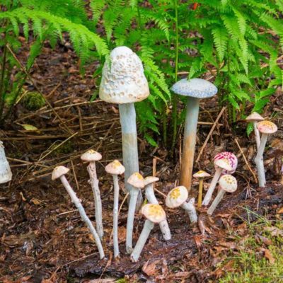 Elizabeth Carefoot - Mushrooms