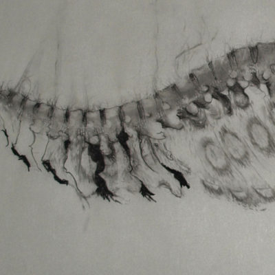 untitled charcoal on parchment - unframed - 20"x56" - left panel