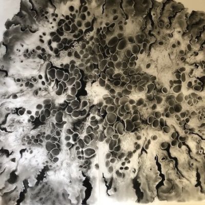 Lichen, charcoal on vellum